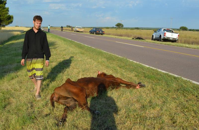 vacassueltas vacassueltas