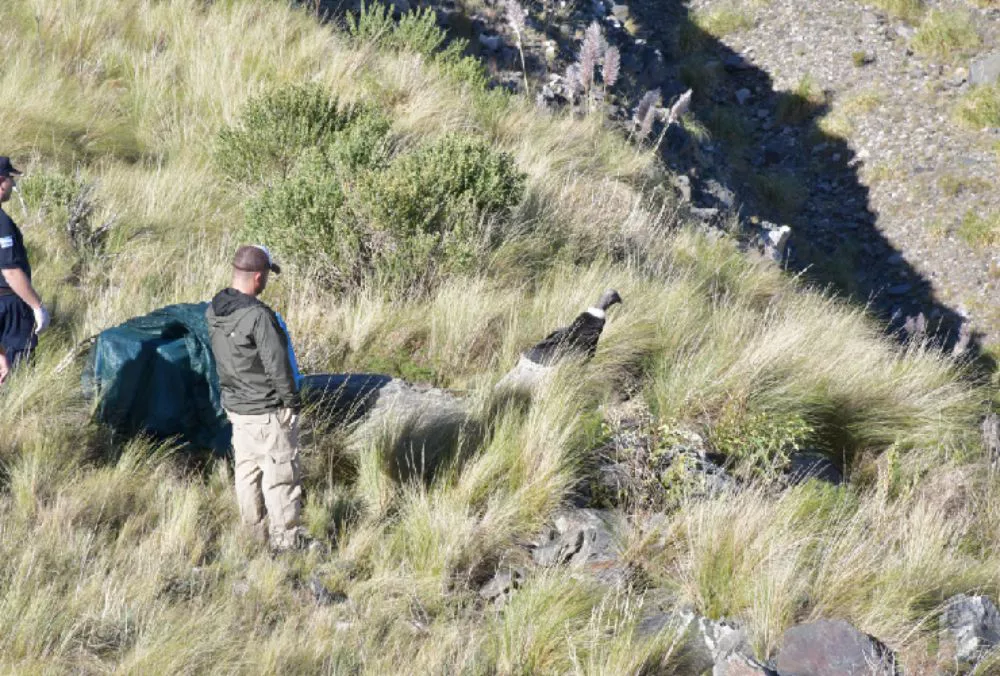 condorssolsanluusdsadsa