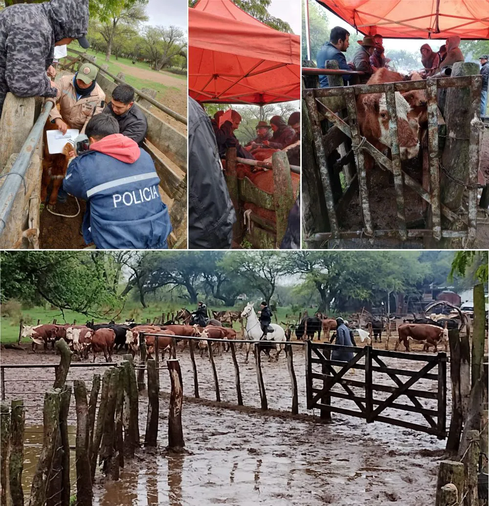 campovacasssdespauld