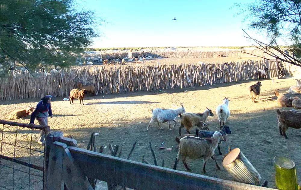 maestrasoesteeffdnsennanza