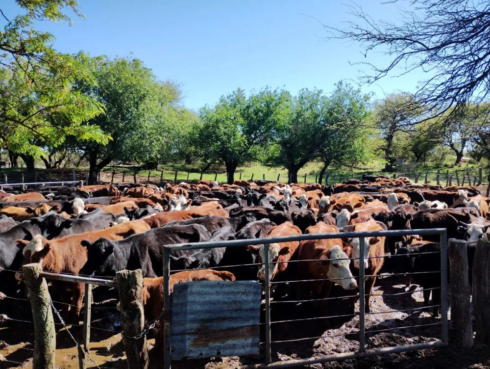 campovacasssdespauldd