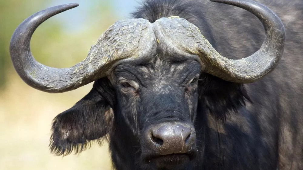 buffalodesde