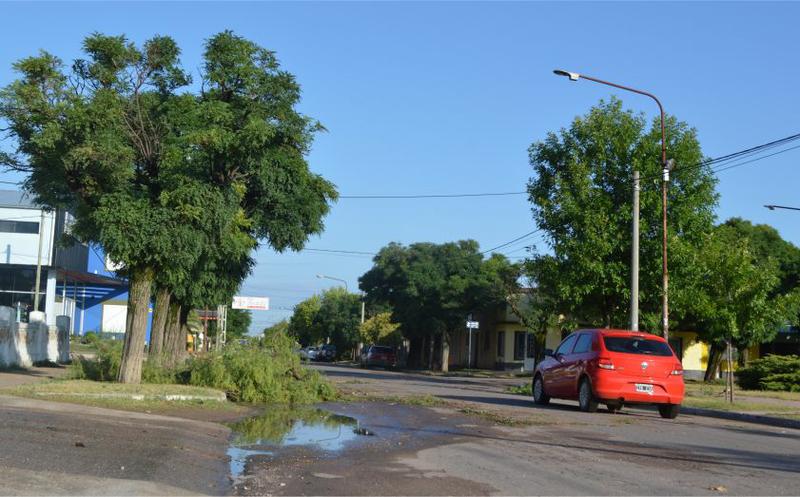 arbolesviento1 arbolesviento1