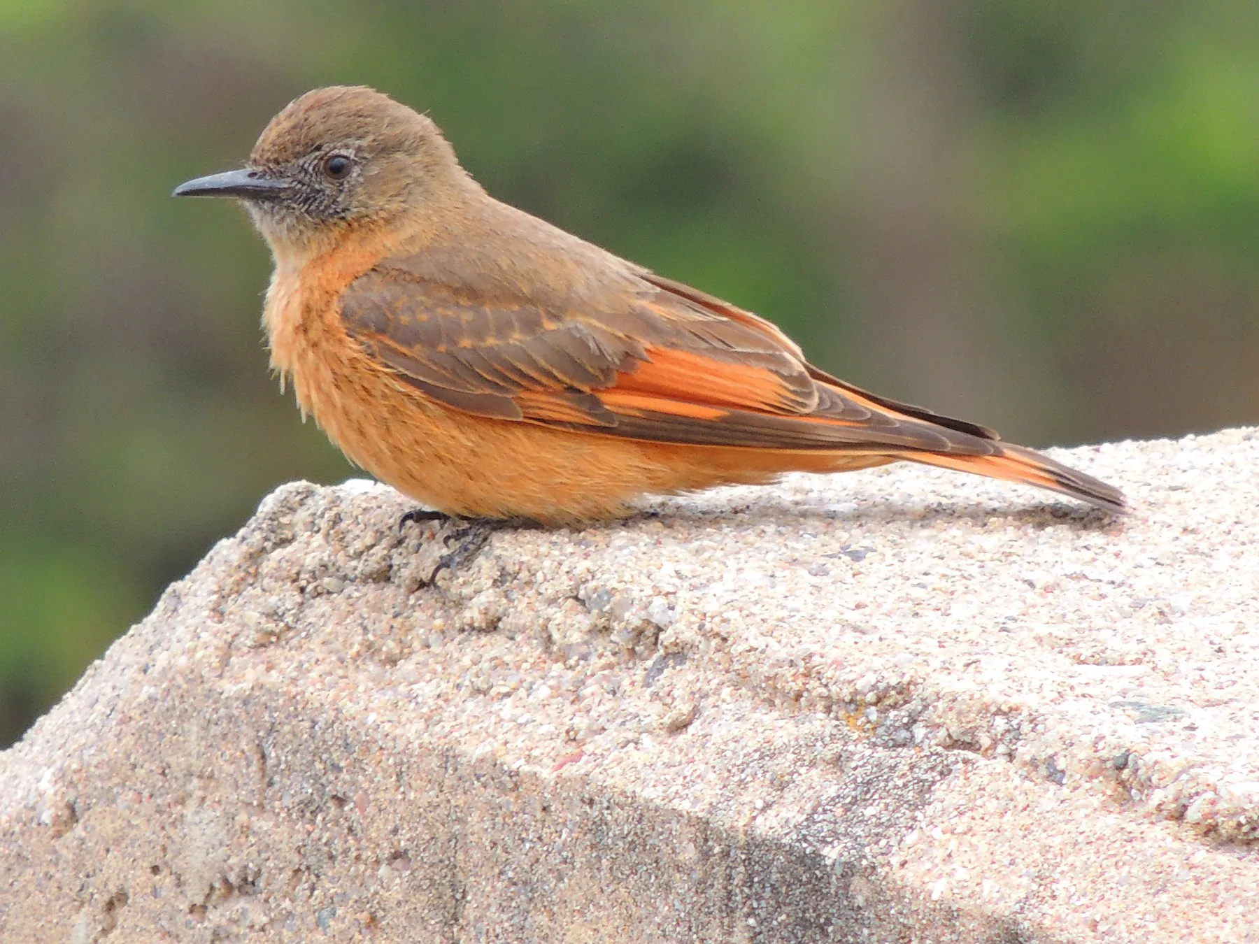 Aves del norte argentino escapan al sur y una de ellas fue