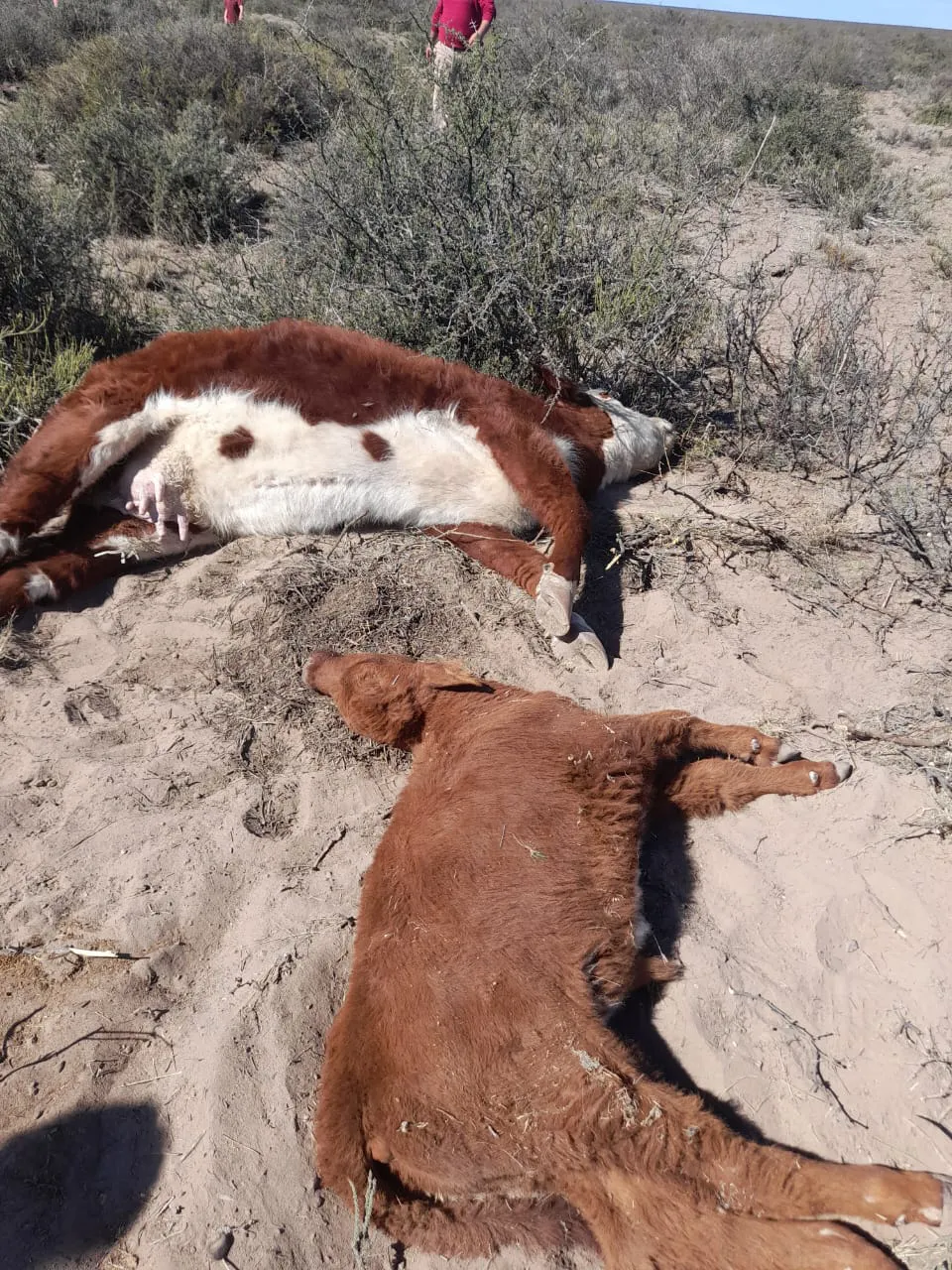 WhatsApp Image 2024-09-15 at 6.39.07 PM