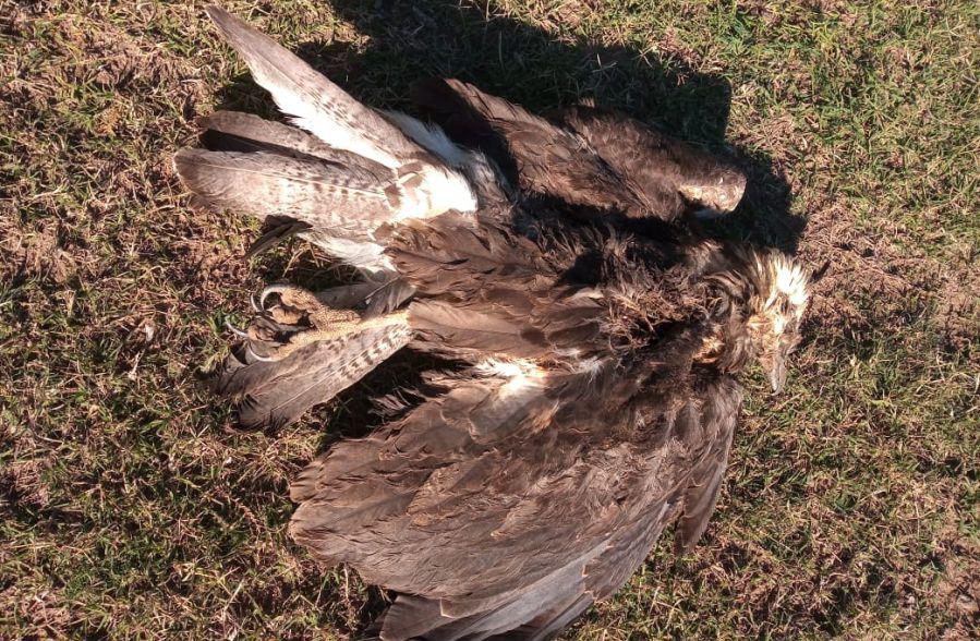 En un campo de Telén: encuentran muerto un pichón de Águila Coronada