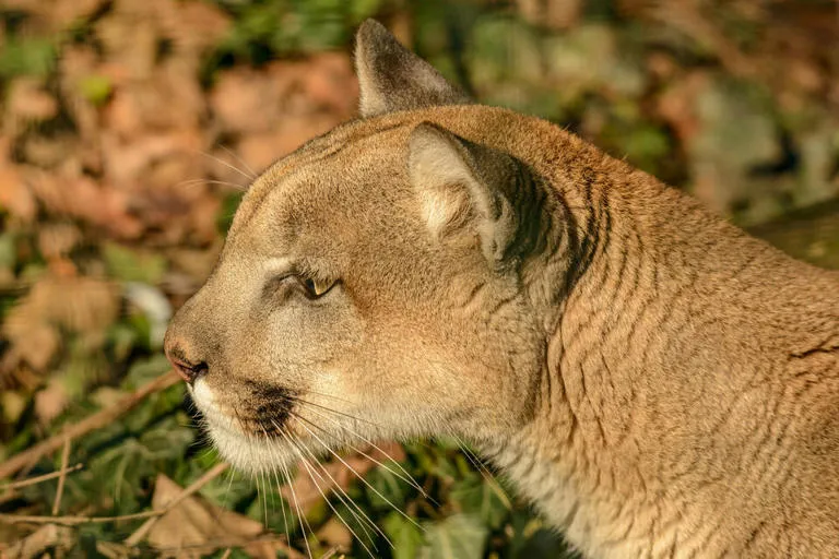 pumaades