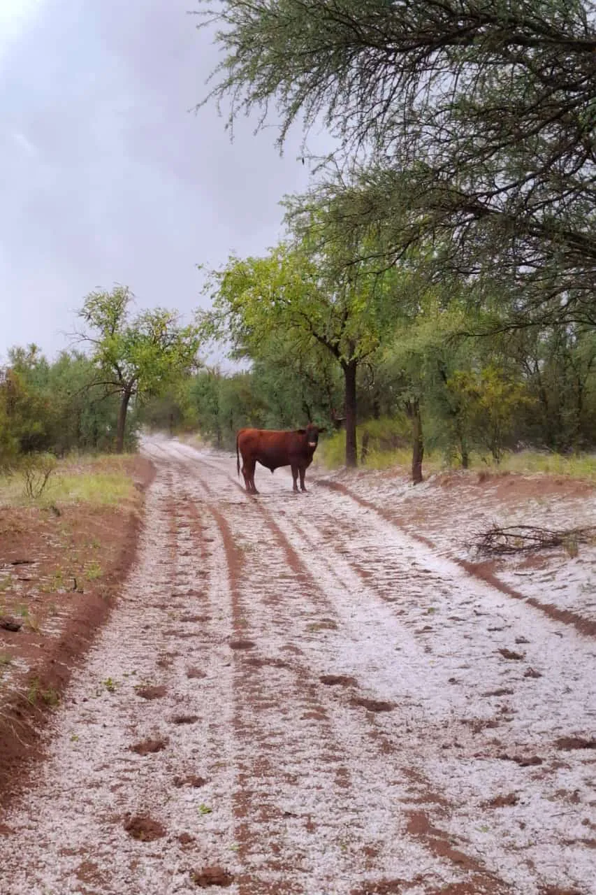 WhatsApp Image 2024-12-17 at 7.56.21 PM