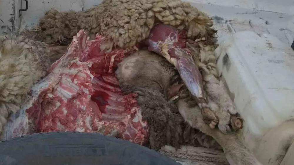 Copia de MPF Victorica (8)