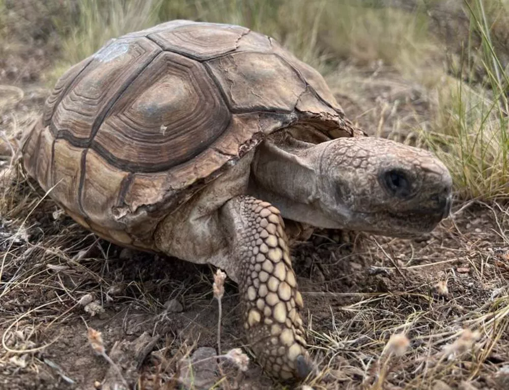 tortugga
