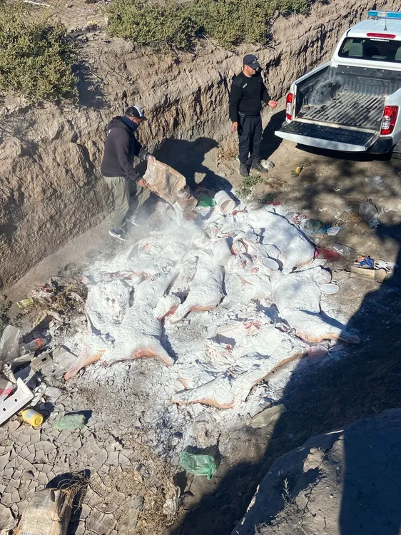 WhatsApp Image 2025-05-31 at 10.23.53 PM