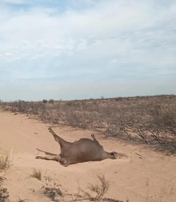 WhatsApp Image 2025-11-27 at 12.57.02 PM