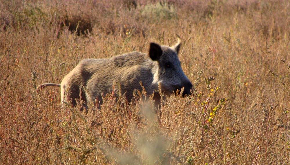 chancho-cimarron