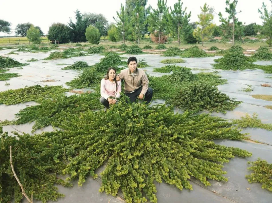 alcaparrasluan432543fds