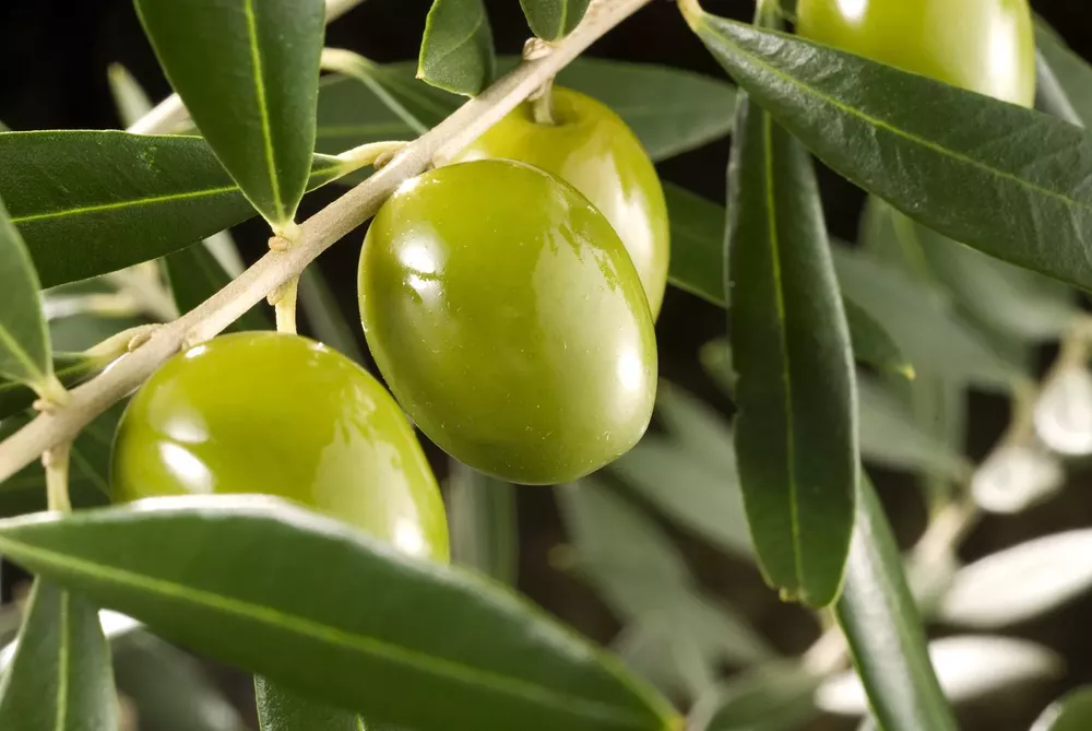 olivos
