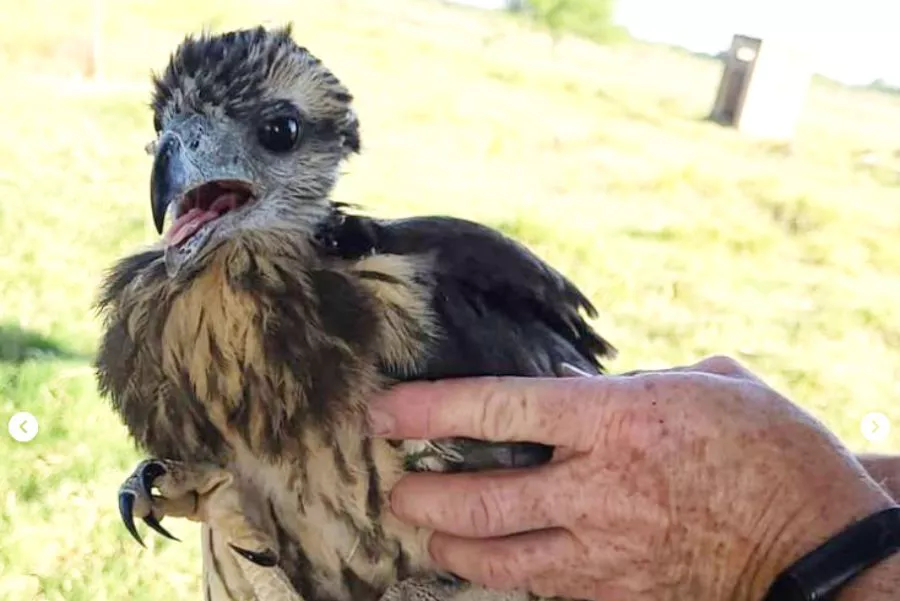 Águila: vieron caer el pichón en vivo por Youtube y fue rescatado