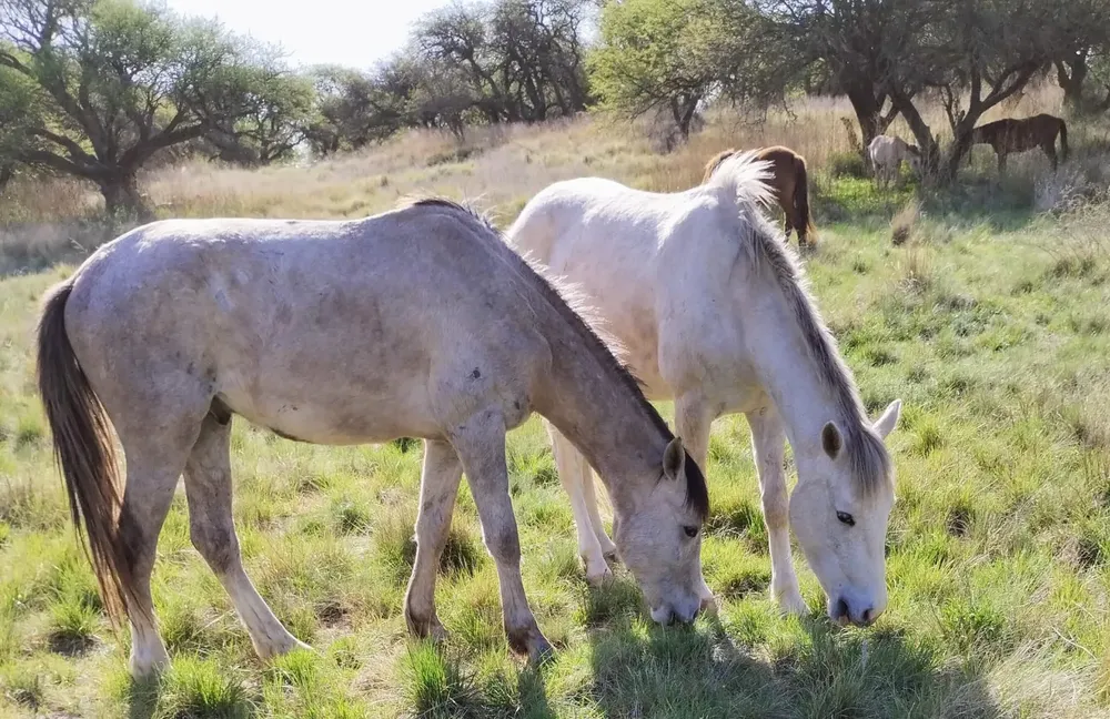 caballosderds