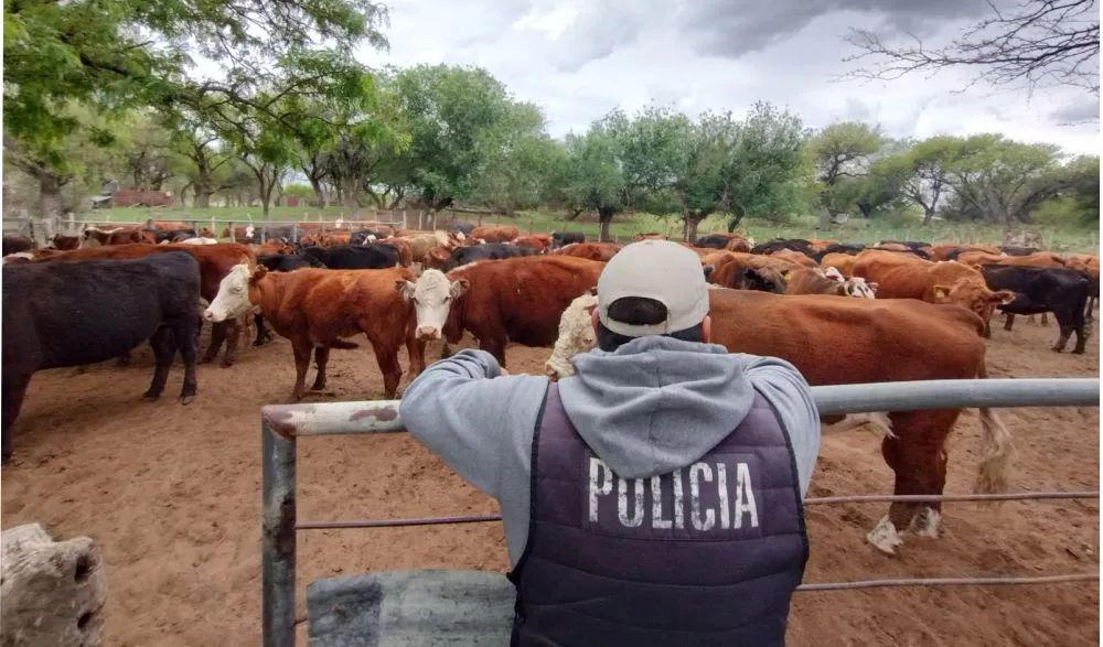 campovacasssdespaulddf