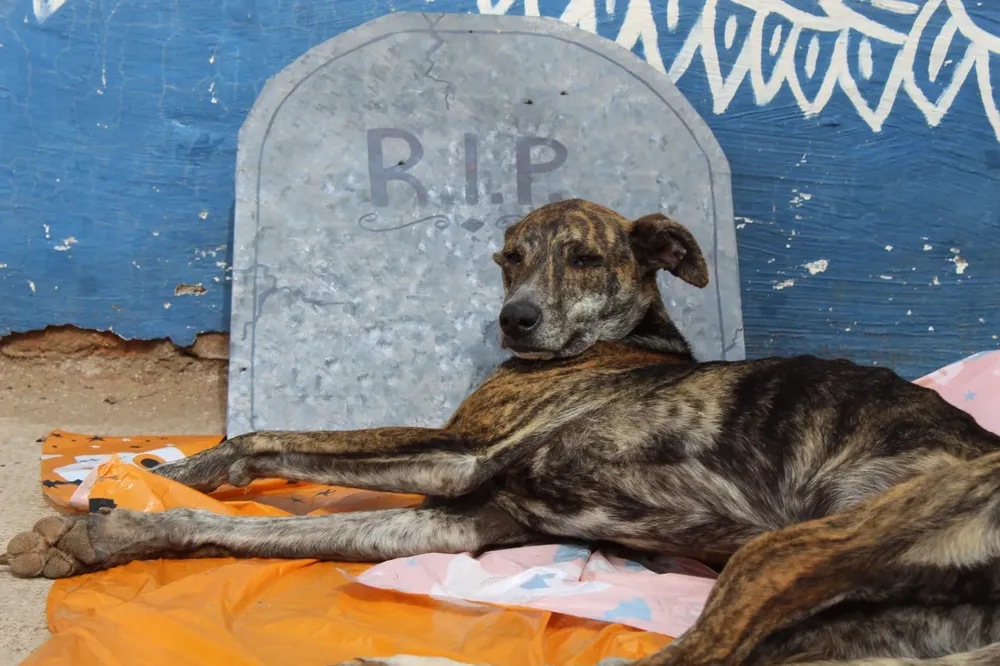 WhatsApp Image 2024-11-01 at 11.43.12 AM