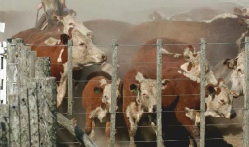 vacas