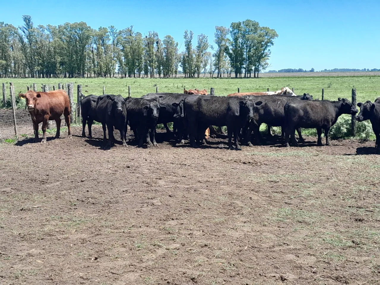 WhatsApp Image 2024-11-18 at 11.40.00 AM (1)