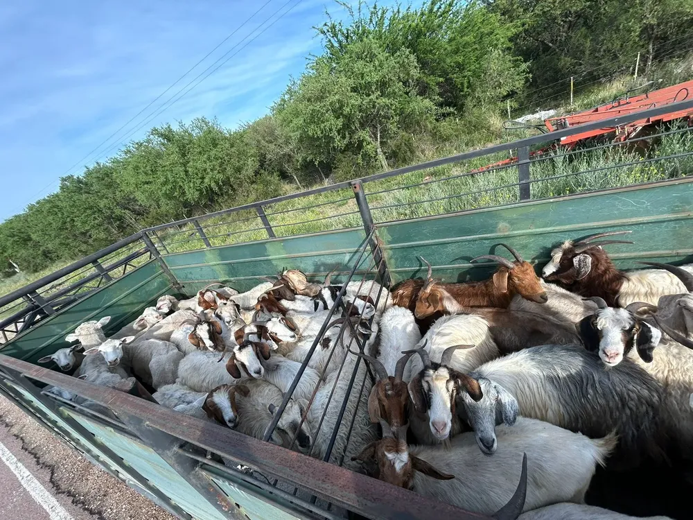 WhatsApp Image 2024-11-15 at 8.38.13 AM