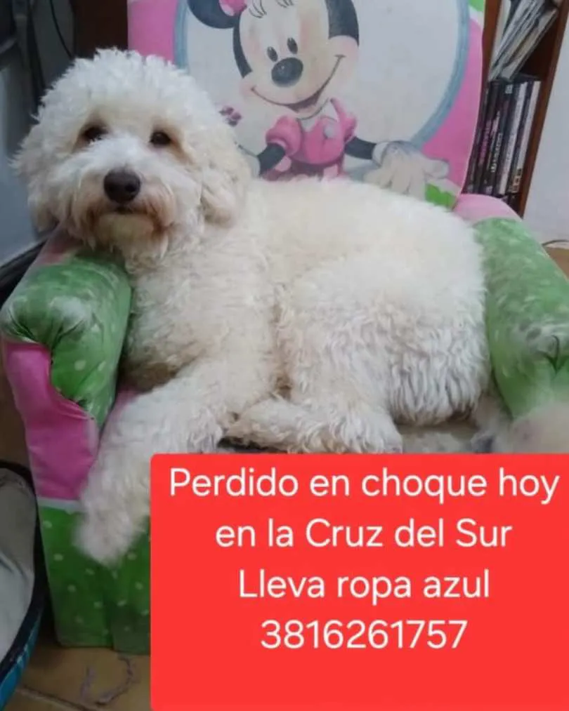 Copia de Copia de Copia de Copia de Copia de Copia de COMBO