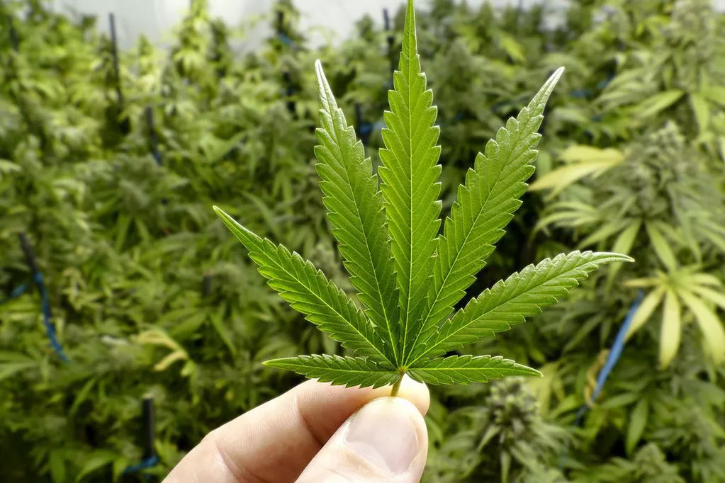 expocannabdfd