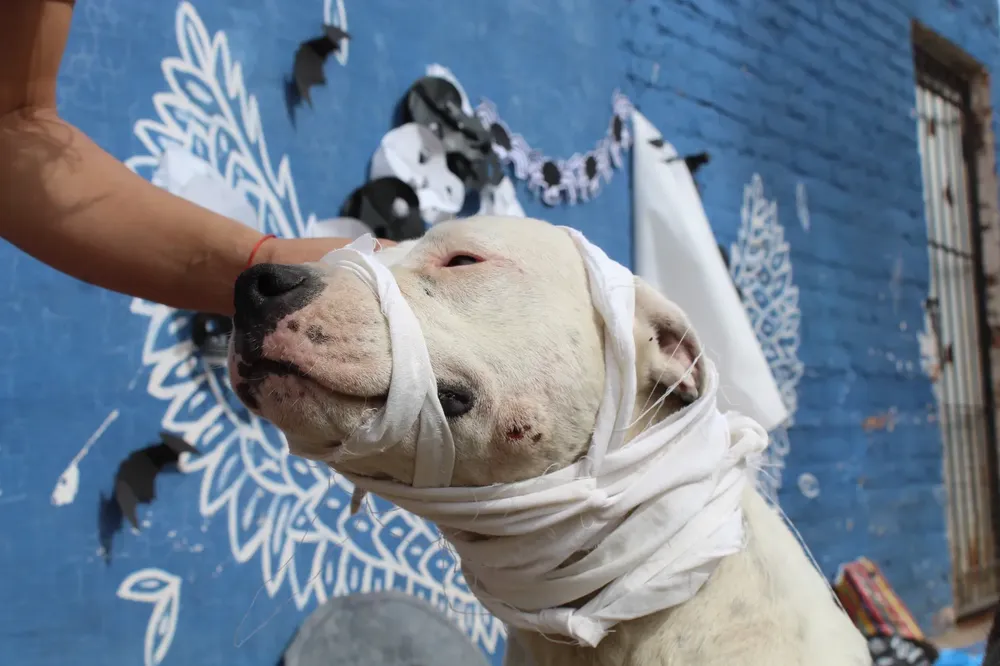 WhatsApp Image 2024-11-01 at 11.43.14 AM