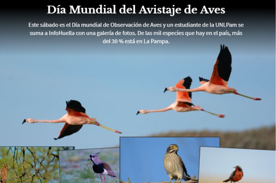 Dia Mundial Del Avistaje De Aves De Mil Especies Mas Del 30