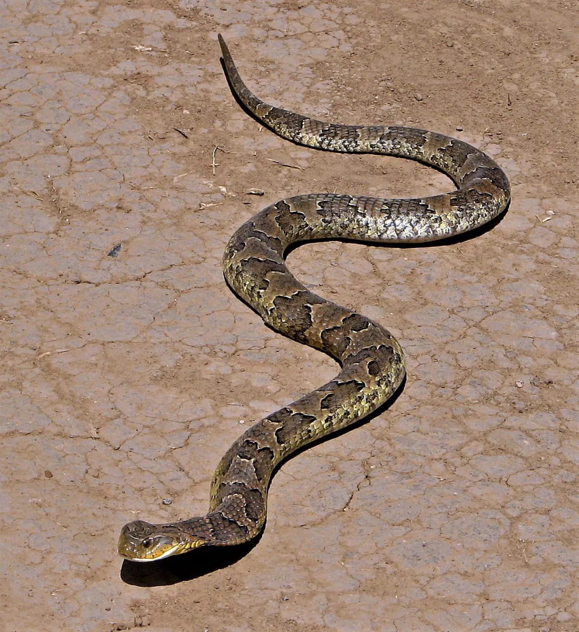 WhatsApp Image 2025-02-17 at 11.40.17 PM