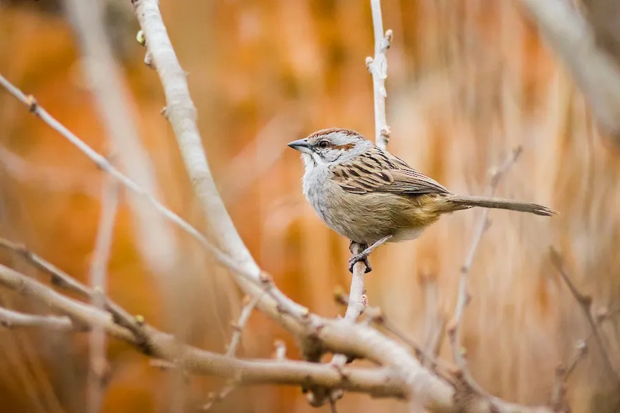 Cachilo Corona o Chaqueño