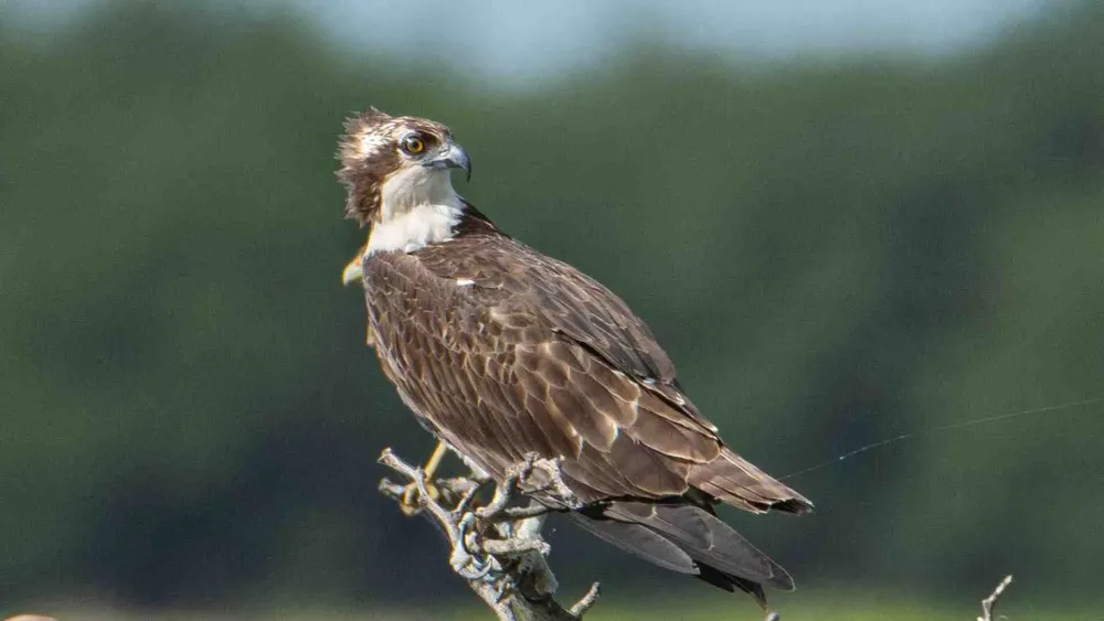 Copia de MPF Victorica (11)