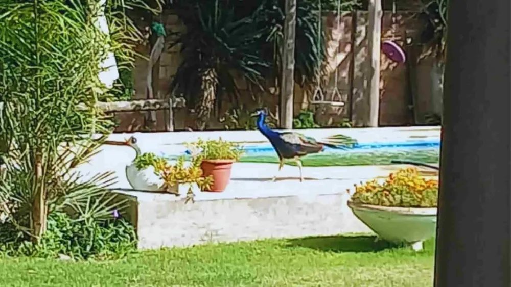 Copia de MPF Victorica (4)