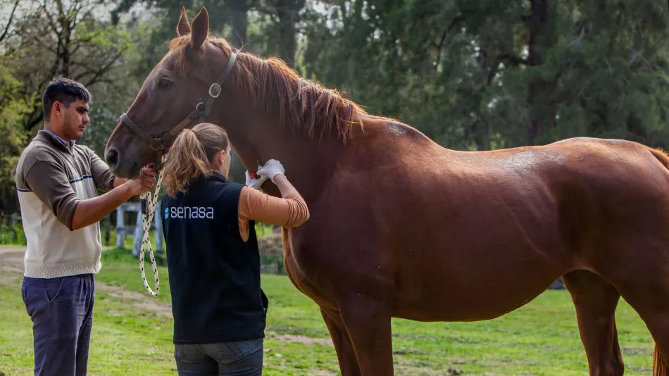 caballosenasaa