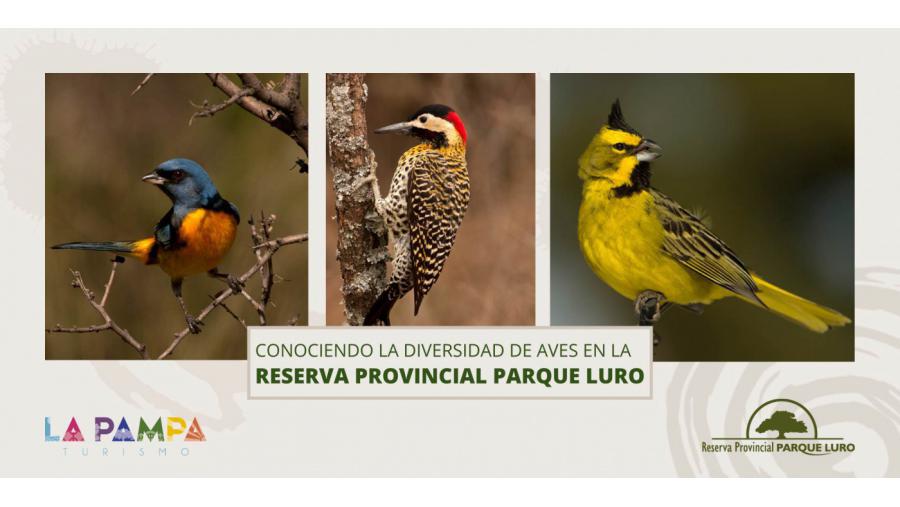 pavarosscd
